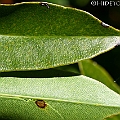 Acrostichum speciosum in Chinaman Creek ミミモチシダ Common in sunny areas<br />Canon EOS KDX (400D) + EFS60 F2.8